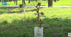 В Днепре в парке Гагарина впервые зацвели молодые райские яблони (Видео) - рис. 1