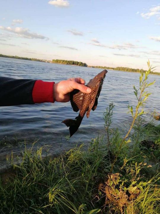 В Каменском в реке словили редкую аквариумную рыбку (Фото) - рис. 2
