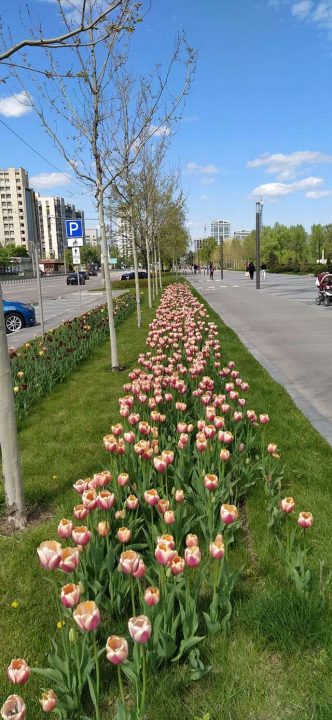 Цветочный флешмоб: Геннадий Корбан запустил тюльпанный челлендж в Днепре (Фото) - рис. 3