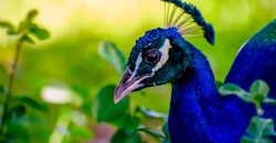 Грозит до 8 лет за решеткой: в Черновцах пьяный живодер убил павлина ради забавы - рис. 10