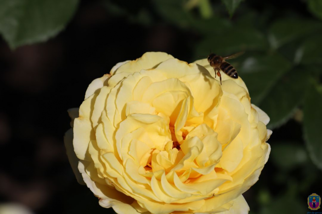 В Покрове высадили более тысячи парковых роз (Фото) - рис. 11
