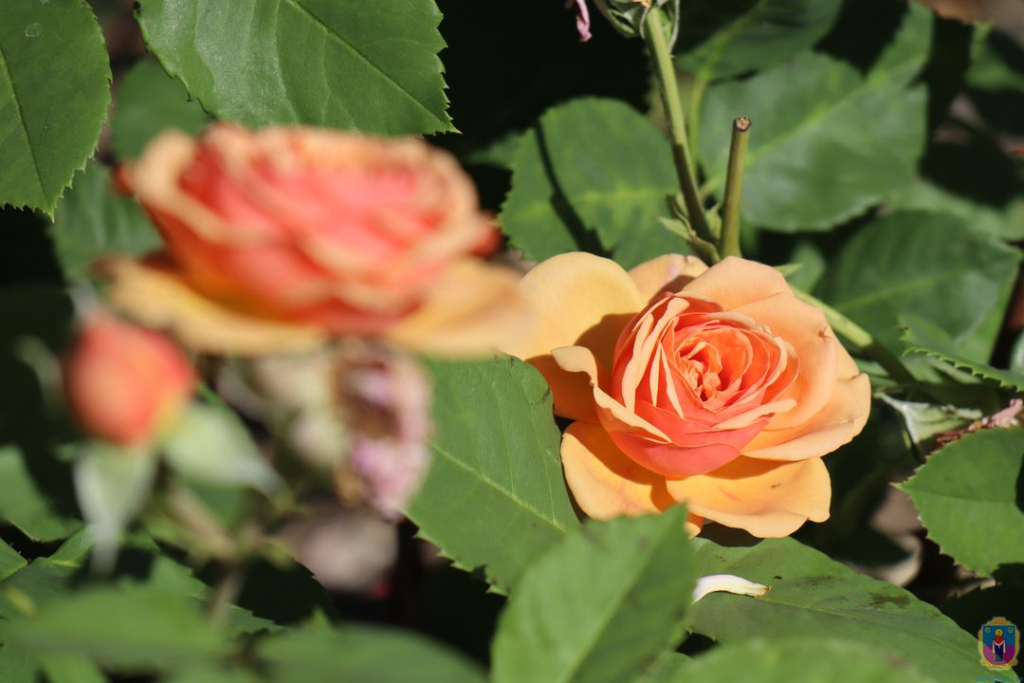 В Покрове высадили более тысячи парковых роз (Фото) - рис. 3