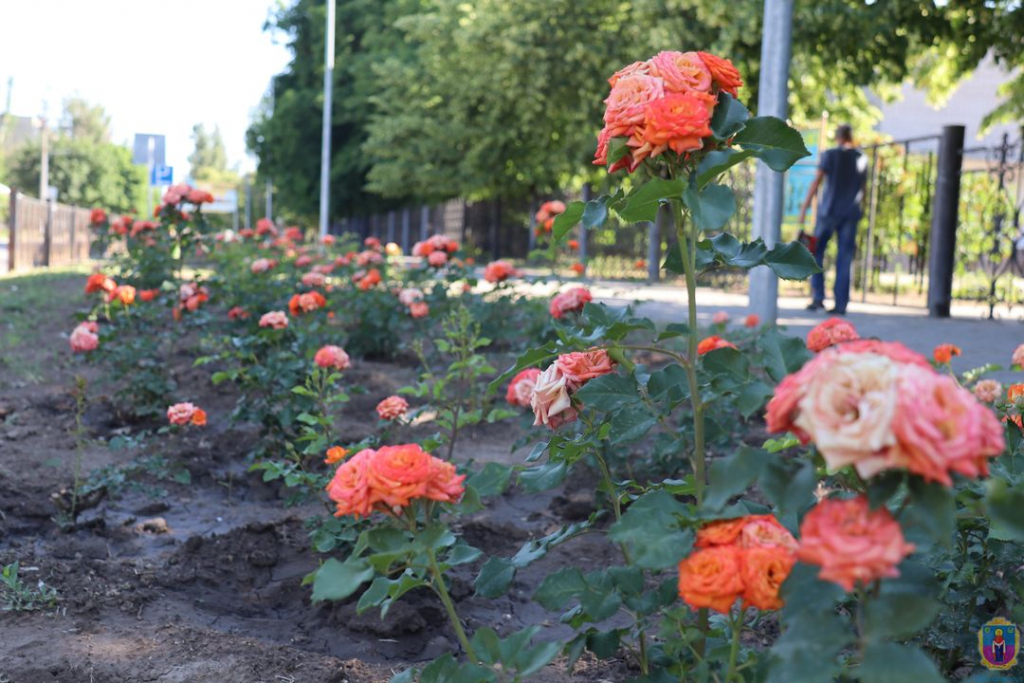 В Покрове высадили более тысячи парковых роз (Фото) - рис. 4