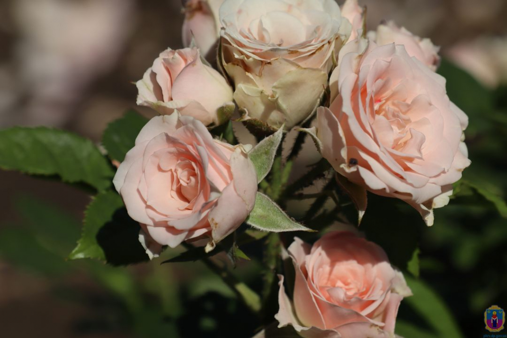В Покрове высадили более тысячи парковых роз (Фото) - рис. 7