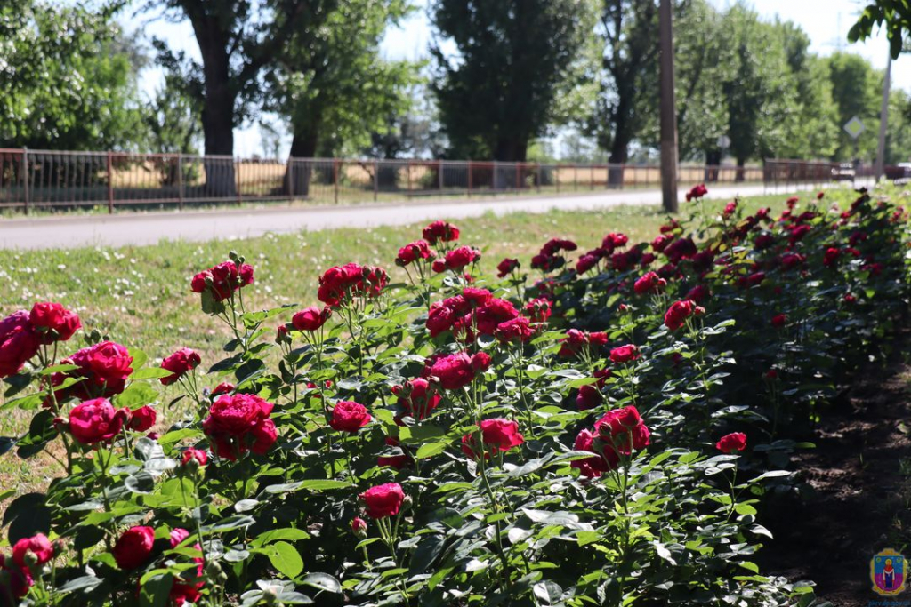В Покрове высадили более тысячи парковых роз (Фото) - рис. 8