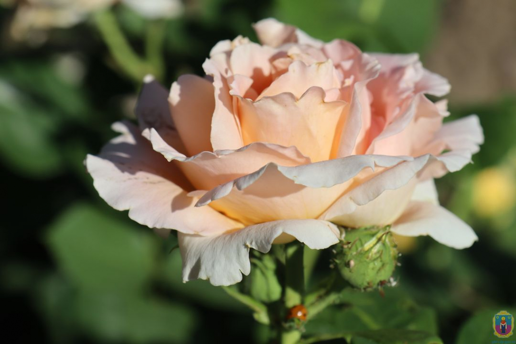 В Покрове высадили более тысячи парковых роз (Фото) - рис. 9