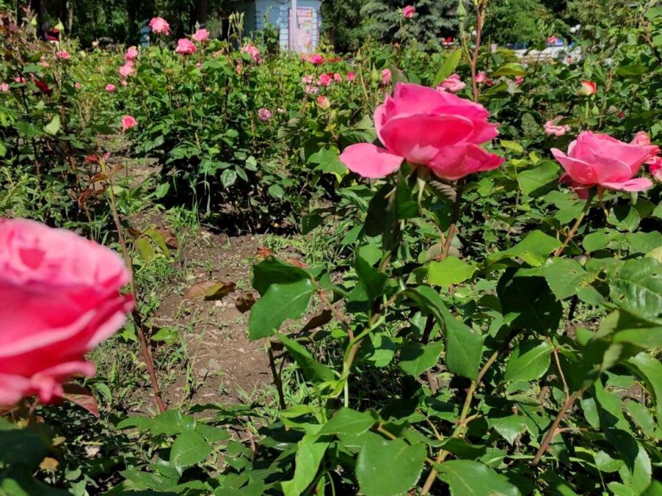 В днепровском парке Глобы расцвели более тысячи роз (Фото) - рис. 2