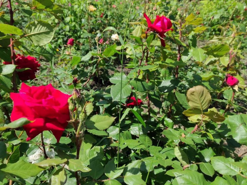 В днепровском парке Глобы расцвели более тысячи роз (Фото) - рис. 3