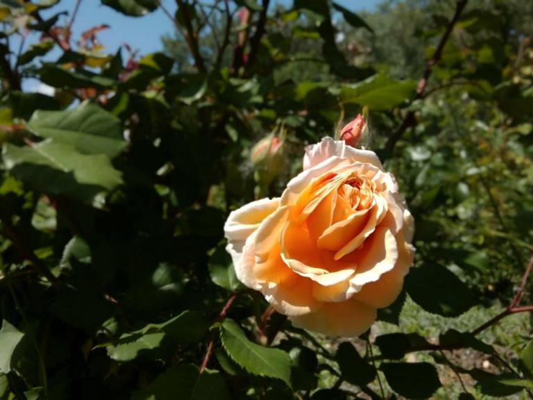 В днепровском парке Глобы расцвели более тысячи роз (Фото) - рис. 4