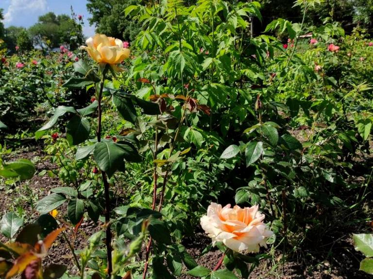 В днепровском парке Глобы расцвели более тысячи роз (Фото) - рис. 5