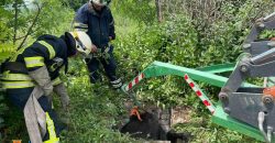 На Дніпропетровщині врятували корову, що впала в яму - рис. 6