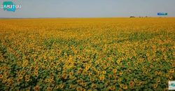 Сельскохозяйственный плацдарм: как аграрии Днепропетровщины преодолевают вызовы войны - рис. 11