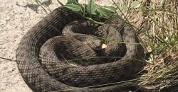 У Дніпрі активізувалися плазуни: жінка знайшла змію на своїй ділянці - рис. 7