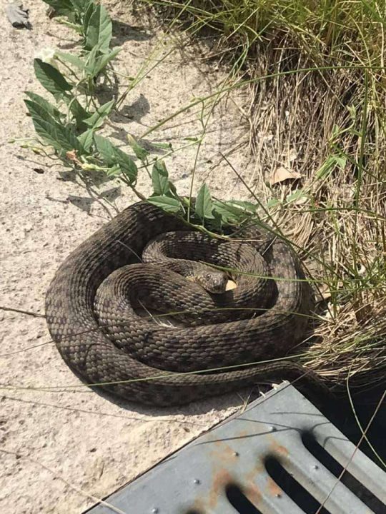 В Днепре активизировались рептилии: женщина нашла змею на своем участке - рис. 1
