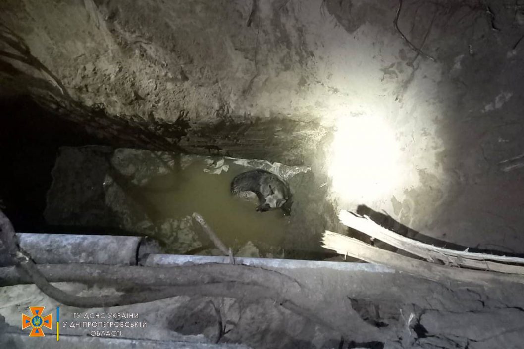 Днепровские спасатели помогли собаке, упавшей в глубокую яму - рис. 1