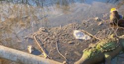 Несподівано: у каналізації Дніпра знайшли мертвого крокодила (Відео) - рис. 1
