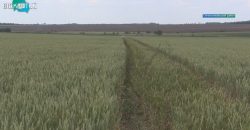 Несмотря на постоянные обстрелы, фермеры Днепропетропропетровщины готовятся к сбору урожая - рис. 11