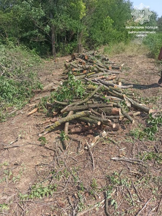 В Днепропетровской области полиция остановила незаконную вырубку деревьев - рис. 2