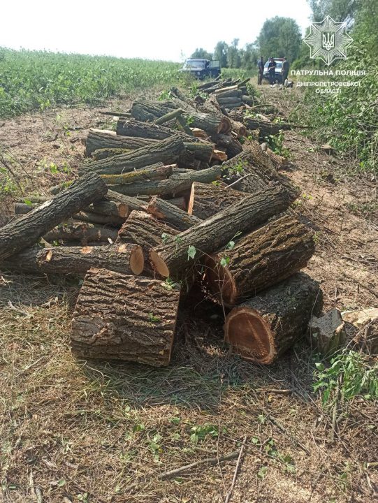 На Дніпропетровщині поліція зупинила незаконну вирубку дерев - рис. 1