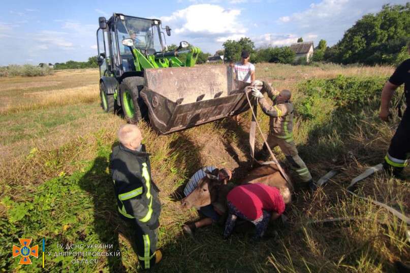На Дніпропетровщині корова потрапила в пастку (Фото) - рис. 1