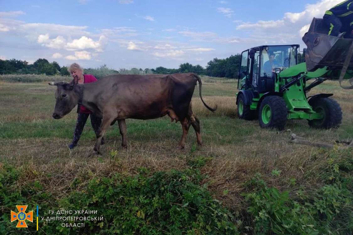 На Дніпропетровщині корова потрапила в пастку (Фото) - рис. 4