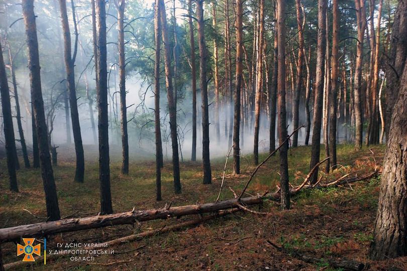 У Дніпровському районі сталася лісова пожежа - рис. 1