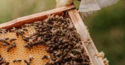 В Каменском пчелы искусали пасечника до клинической смерти - рис. 1