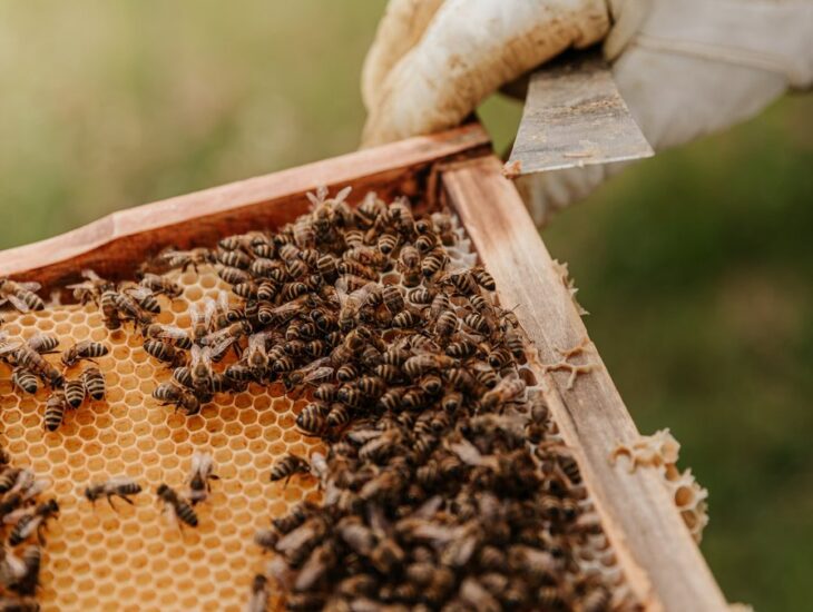 У Кам'янському бджоли покусали пасічника до клінічної смерті - рис. 1