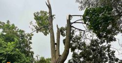 Зламані гілки дерев та обірвані дроти: наслідки негоди у Дніпрі - рис. 5