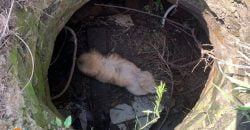 На Дніпропетровщині врятували собаку, яка впала у колодязь - рис. 9