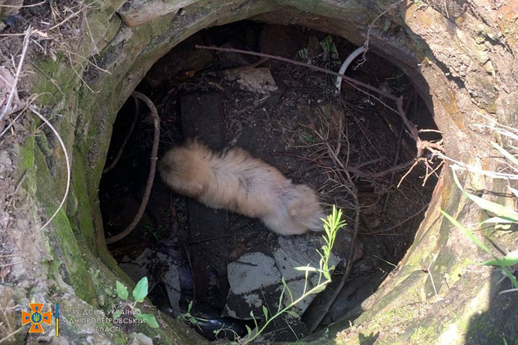 В Днепропетровской области спасли собаку, которая упала в колодец - рис. 1