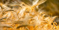 «Погода – чудова, сухо та спекотно»: на Дніпропетровщині стартували жнива - рис. 10