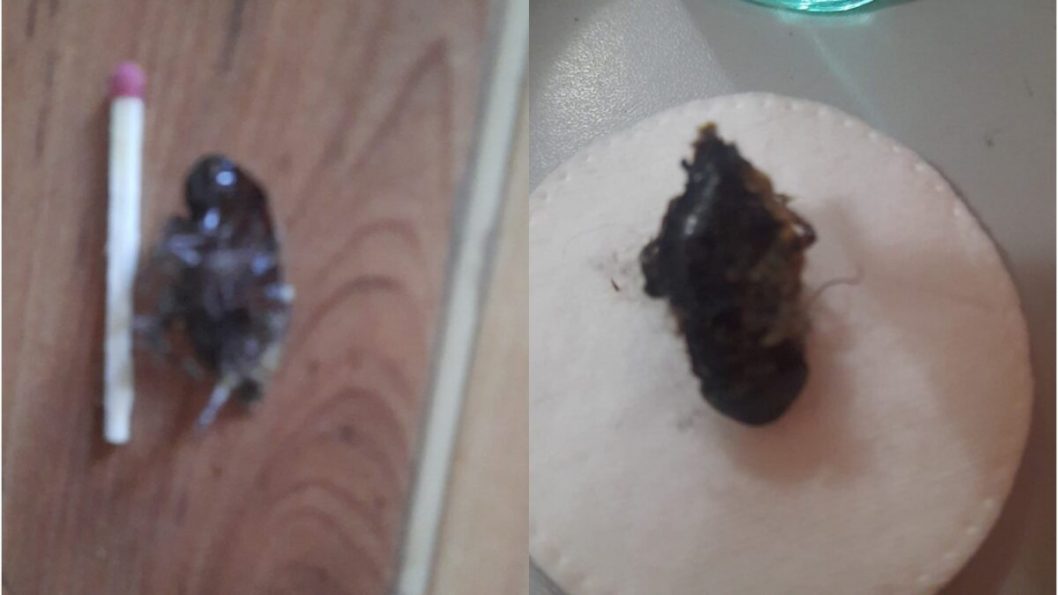 В Павлограде жителей атакуют тараканы: подробности - рис. 1