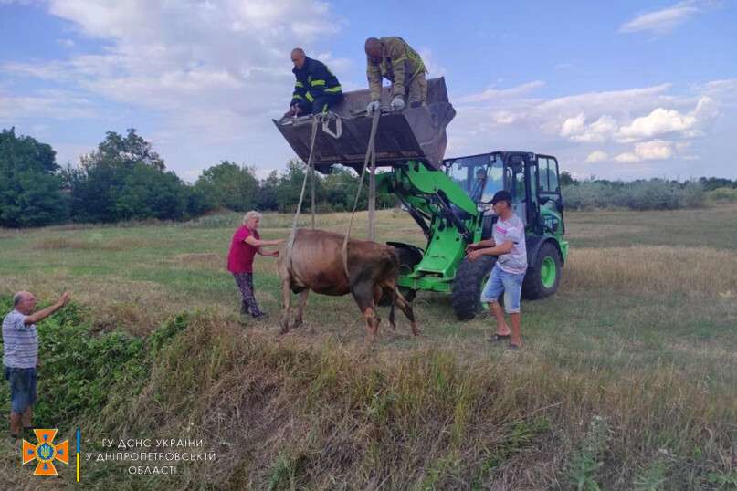 На Дніпропетровщині корова потрапила в пастку (Фото) - рис. 3