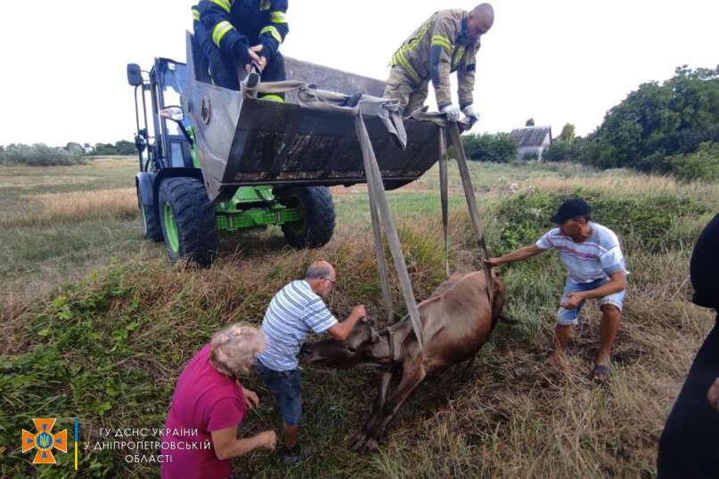 На Дніпропетровщині корова потрапила в пастку (Фото) - рис. 2