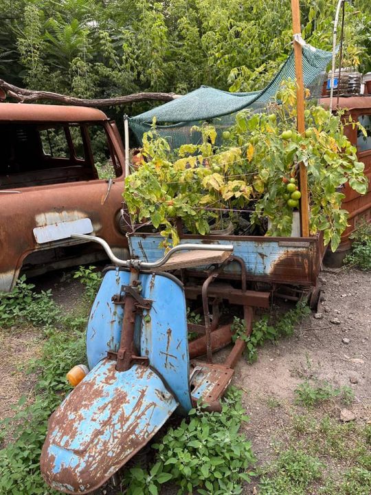 В Днепре местные посадили колоритный огород на обломках советских автомобилей - рис. 2