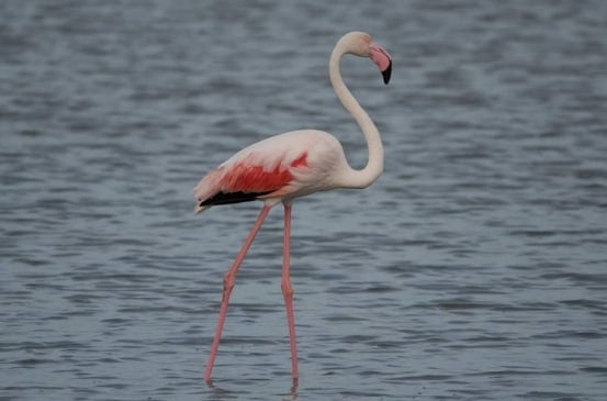 До Одеської області прилетіли рожеві фламінго - рис. 1