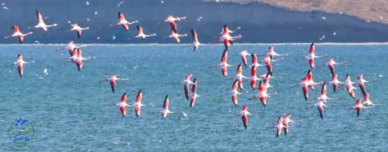 До Одеської області прилетіли рожеві фламінго - рис. 2