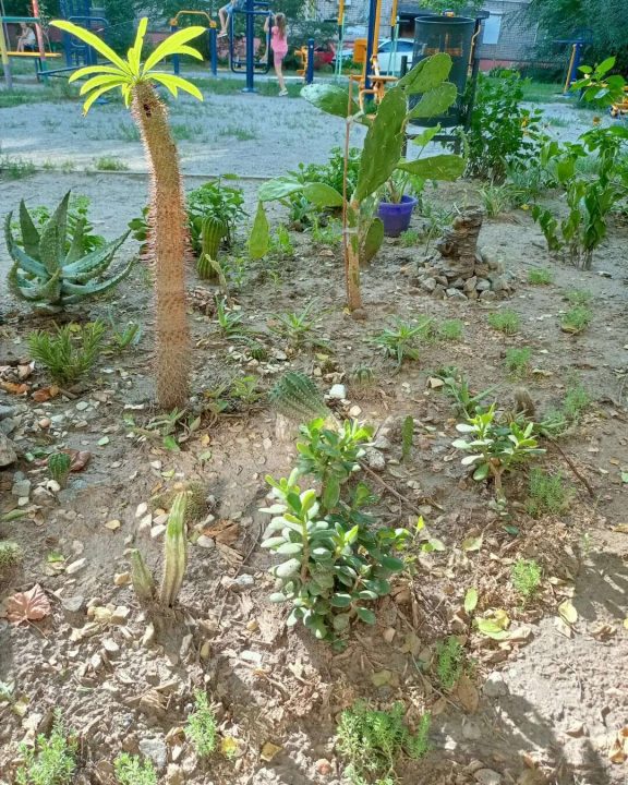 В Днепре на левом берегу высадили удивительный тропический сад (Фото) - рис. 4