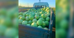 На Днепропетровщине аграрии собрали 4 тонны арбузов - рис. 6