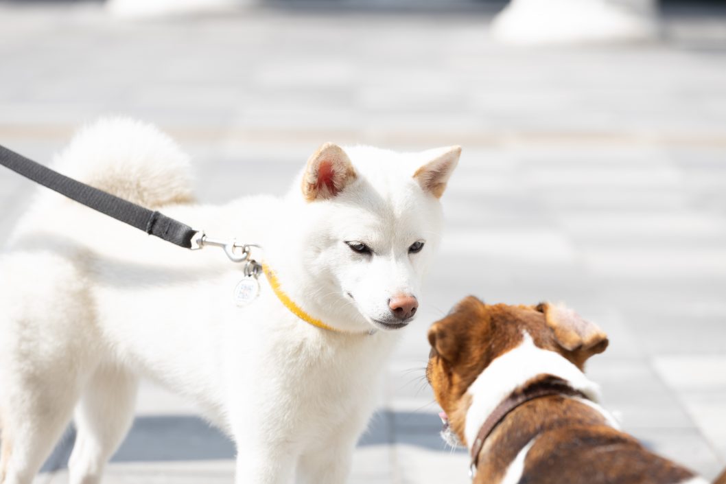 Нагодуй тваринку: у Дніпрі волонтери Координаційного штабу провели благодійну акцію - рис. 5