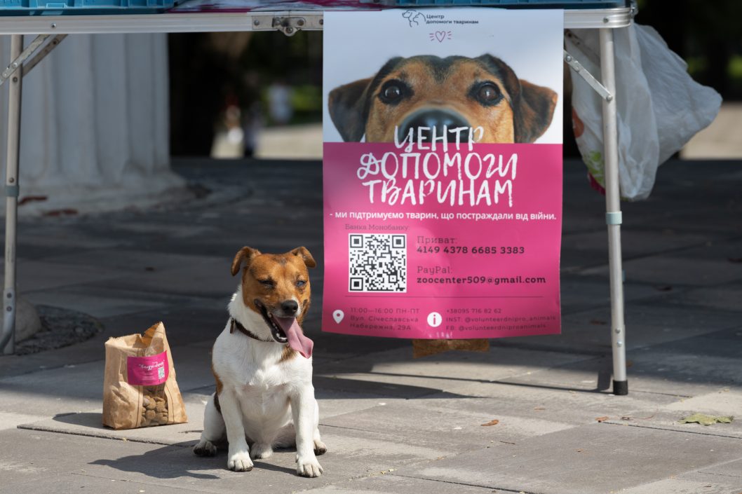 Нагодуй тваринку: у Дніпрі волонтери Координаційного штабу провели благодійну акцію - рис. 1