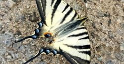 На Днепропетровщине обнаружили пару редких бабочек - рис. 3