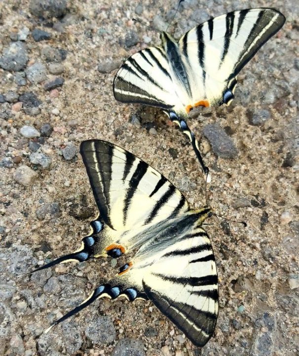 На Днепропетровщине обнаружили пару редких бабочек - рис. 1