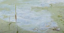 Вредные выбросы, изменение климата и водоросли: почему цветет река Днепр - рис. 7