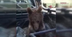 Був під кайфом: у Туреччині рятували ведмедя, що наївся галюциногенного меду - рис. 3