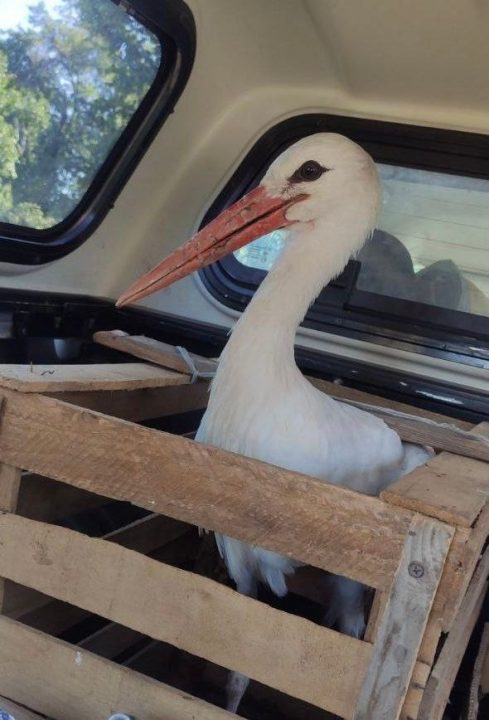 Птах випав з гнізда: на Дніпропетровщині енергетики врятували лелек (Фото) - рис. 2