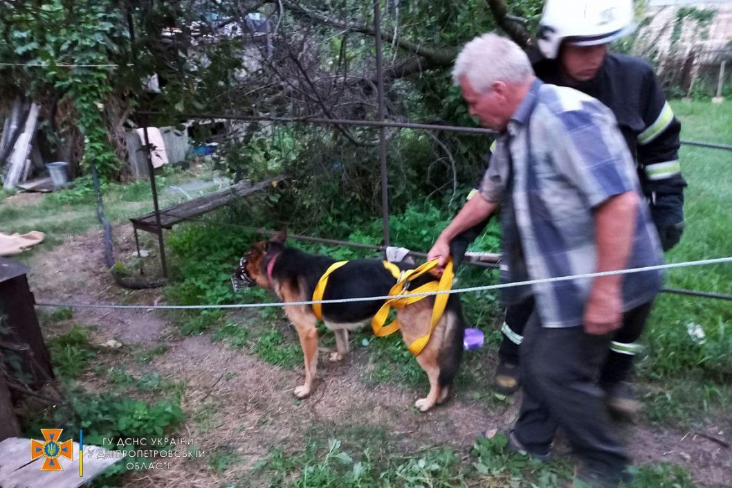 Врятували життя: на Дніпропетровщині пес впав у колодязь (Фото) - рис. 1