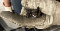 Кажани у квартирах дніпрян: фахівці ДСНС відловили двох рукокрилих - рис. 10