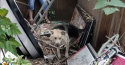 Врятували життя: у Дніпрі працівники ДСНС дістали собаку з пастки (Фото) - рис. 1